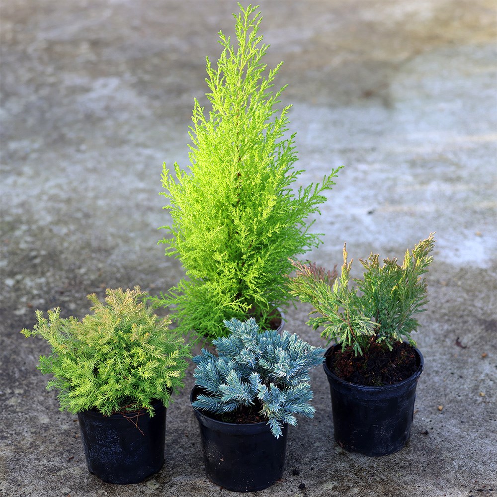 Award-winning conifer collection