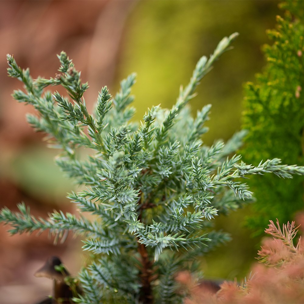 All year round colour conifer collection