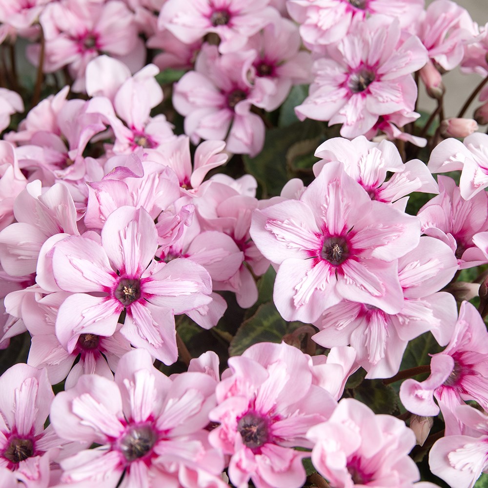 <i>Cyclamen</i> 'Illusia'