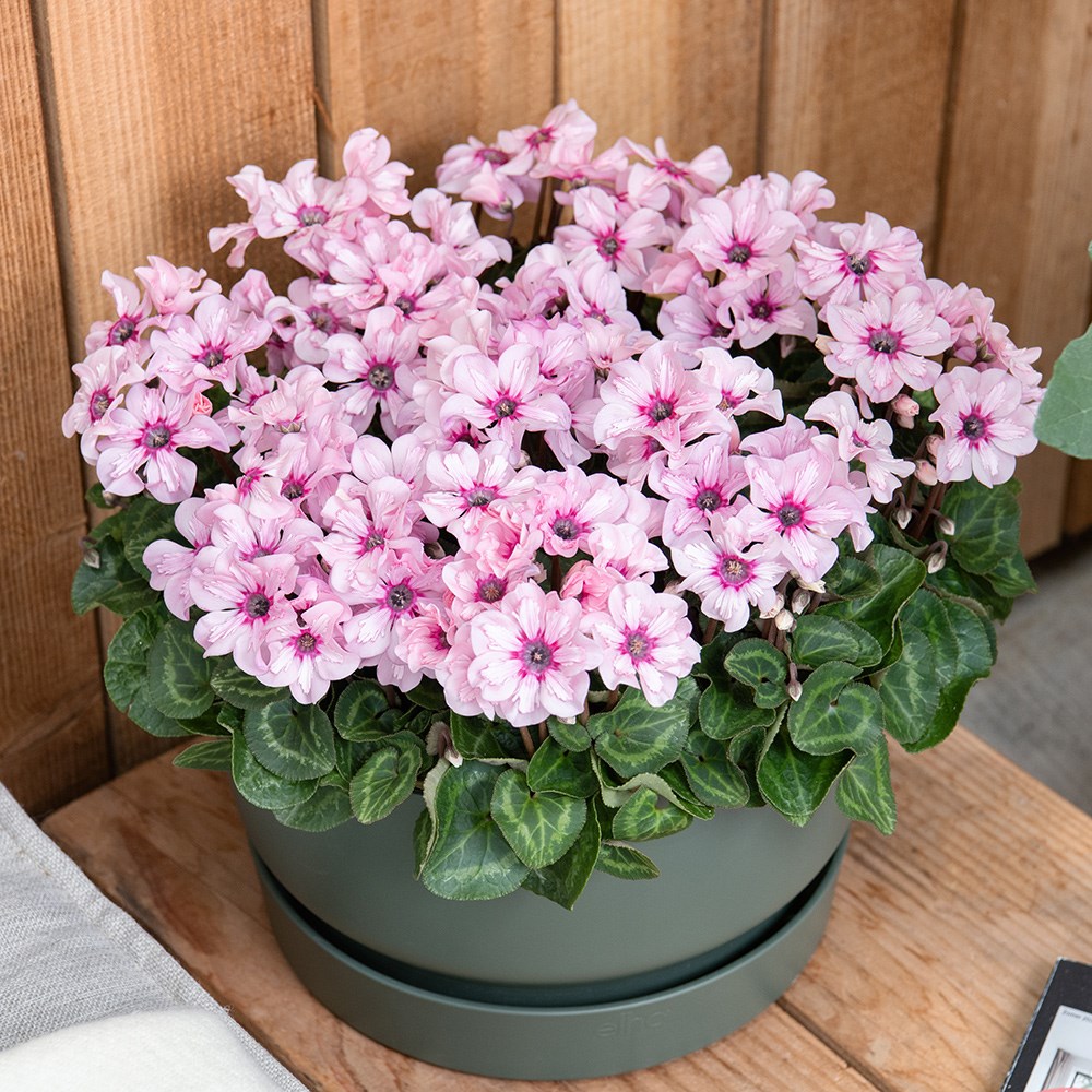 <i>Cyclamen</i> 'Illusia'