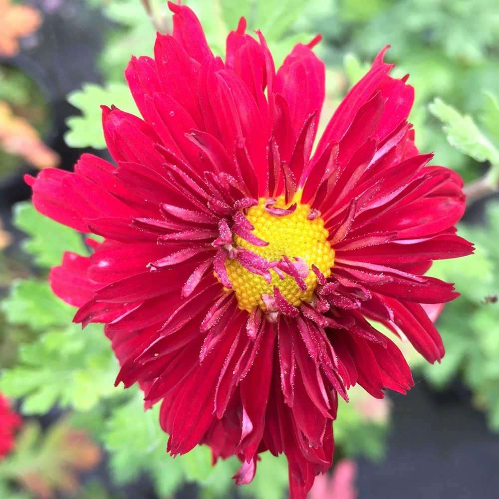 <i>Chrysanthemum</i> 'Duchess of Edinburgh'