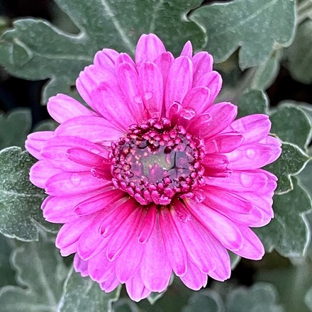 Chrysanthemum Mei-Kyō