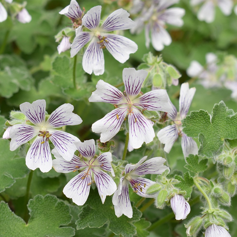 <i>Geranium renardii</i> 