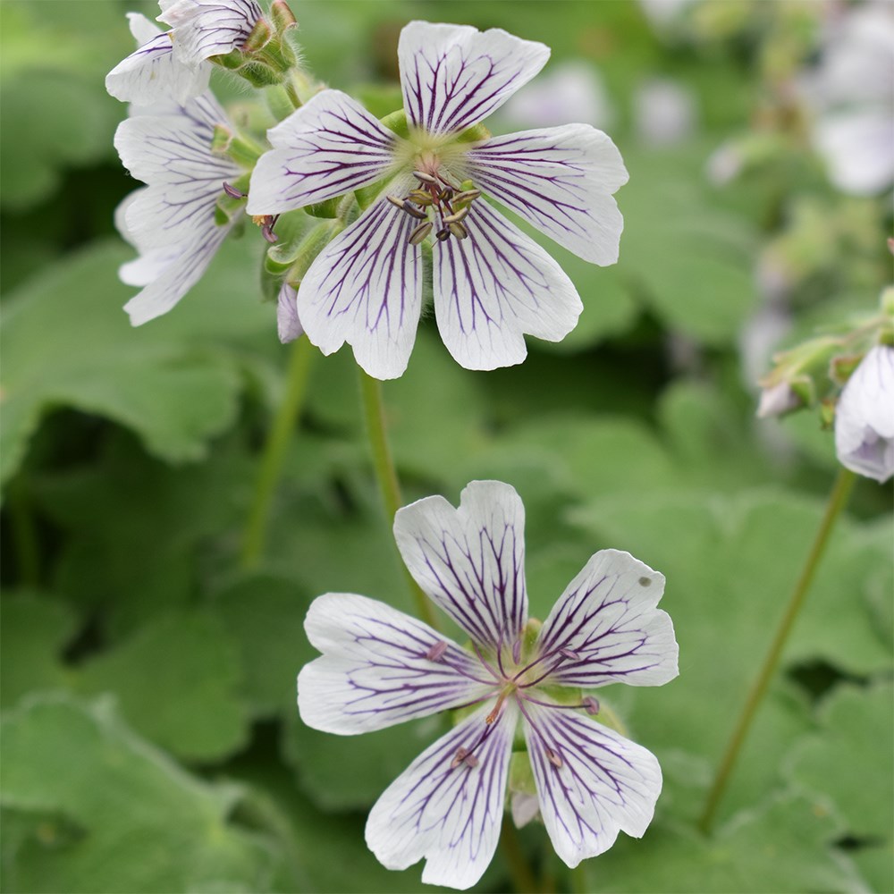 <i>Geranium renardii</i> 
