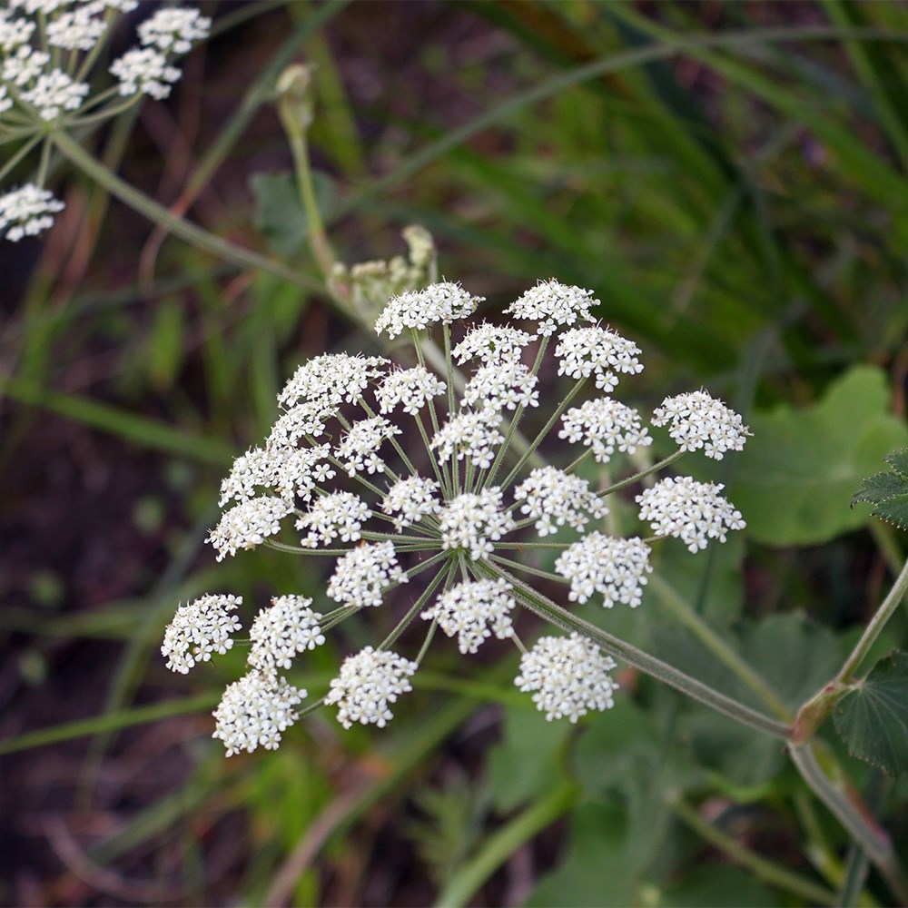 <i>Laserpitium siler</i> 