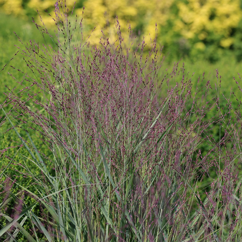 <i>Panicum virgatum</i> 'Purple Tears'