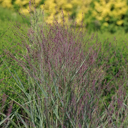 Panicum virgatum Purple Tears