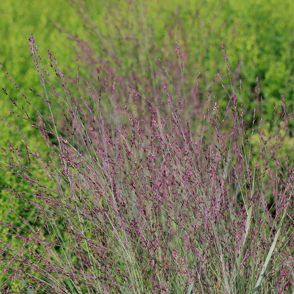 <i>Panicum virgatum</i> 'Purple Tears'