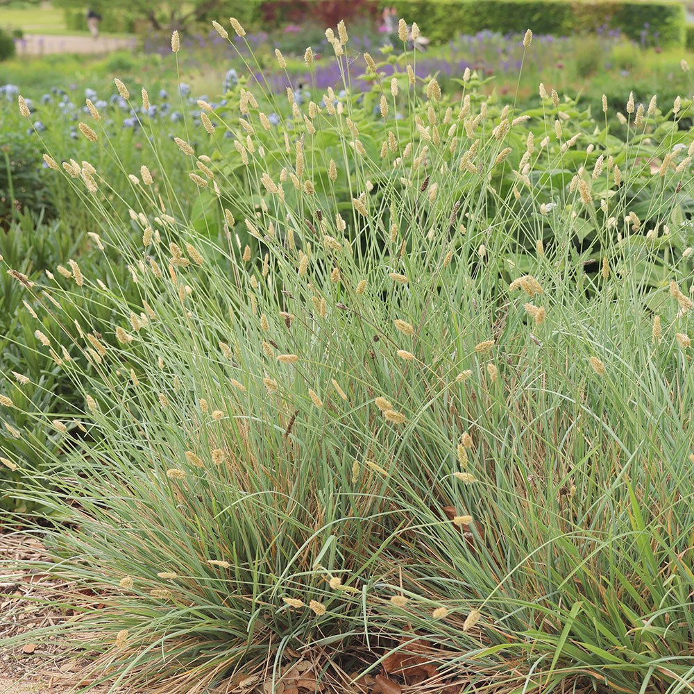 <i>Sesleria nitida</i> 