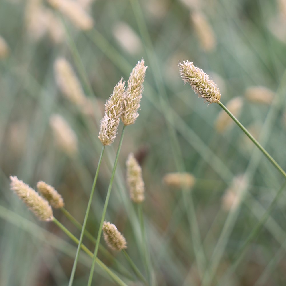 <i>Sesleria nitida</i> 