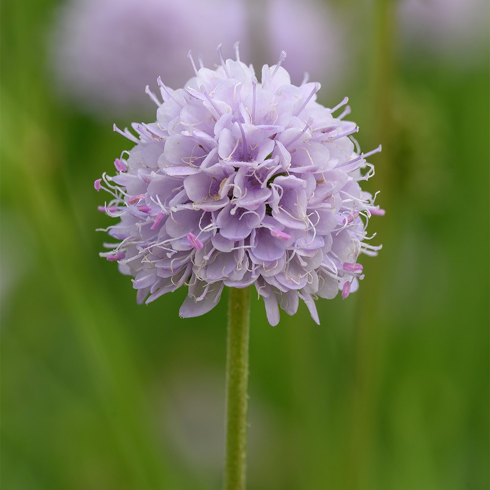 <i>Succisella inflexa</i> 'Frosted Pearls'