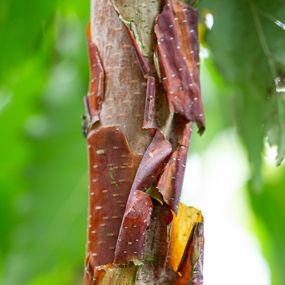 <I>Betula utilis</i> subsp. <i>albosinensis</i> 'Kansu'