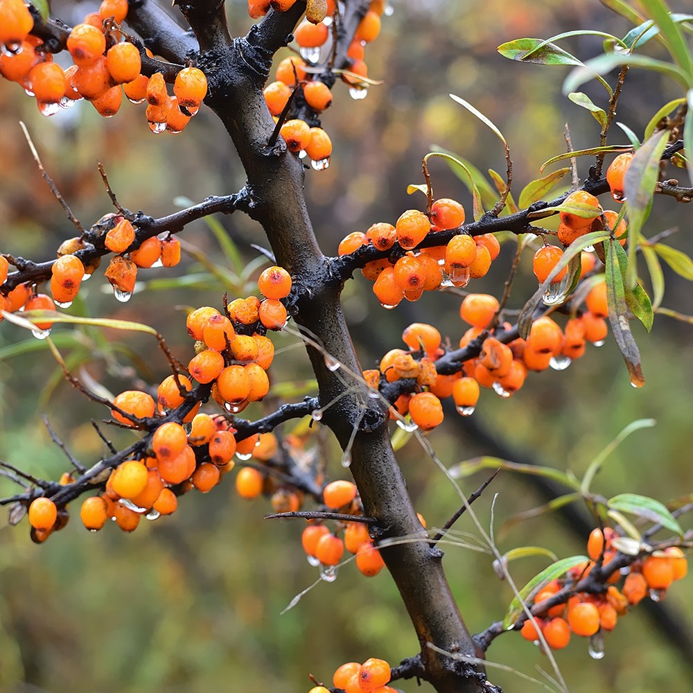 Hippophae rhamnoides - Great Coastal Hedging