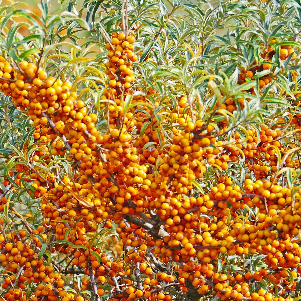 Hippophae rhamnoides - Great Coastal Hedging