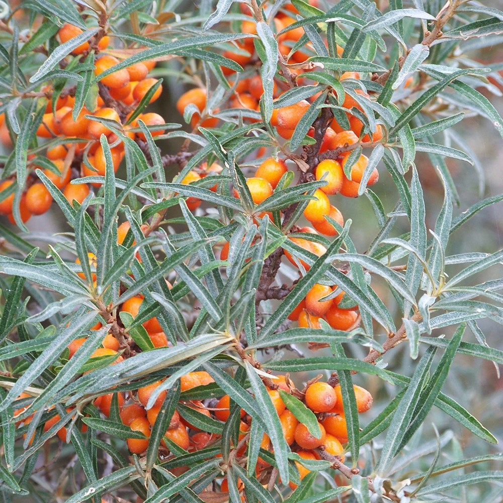 Hippophae rhamnoides - Great Coastal Hedging