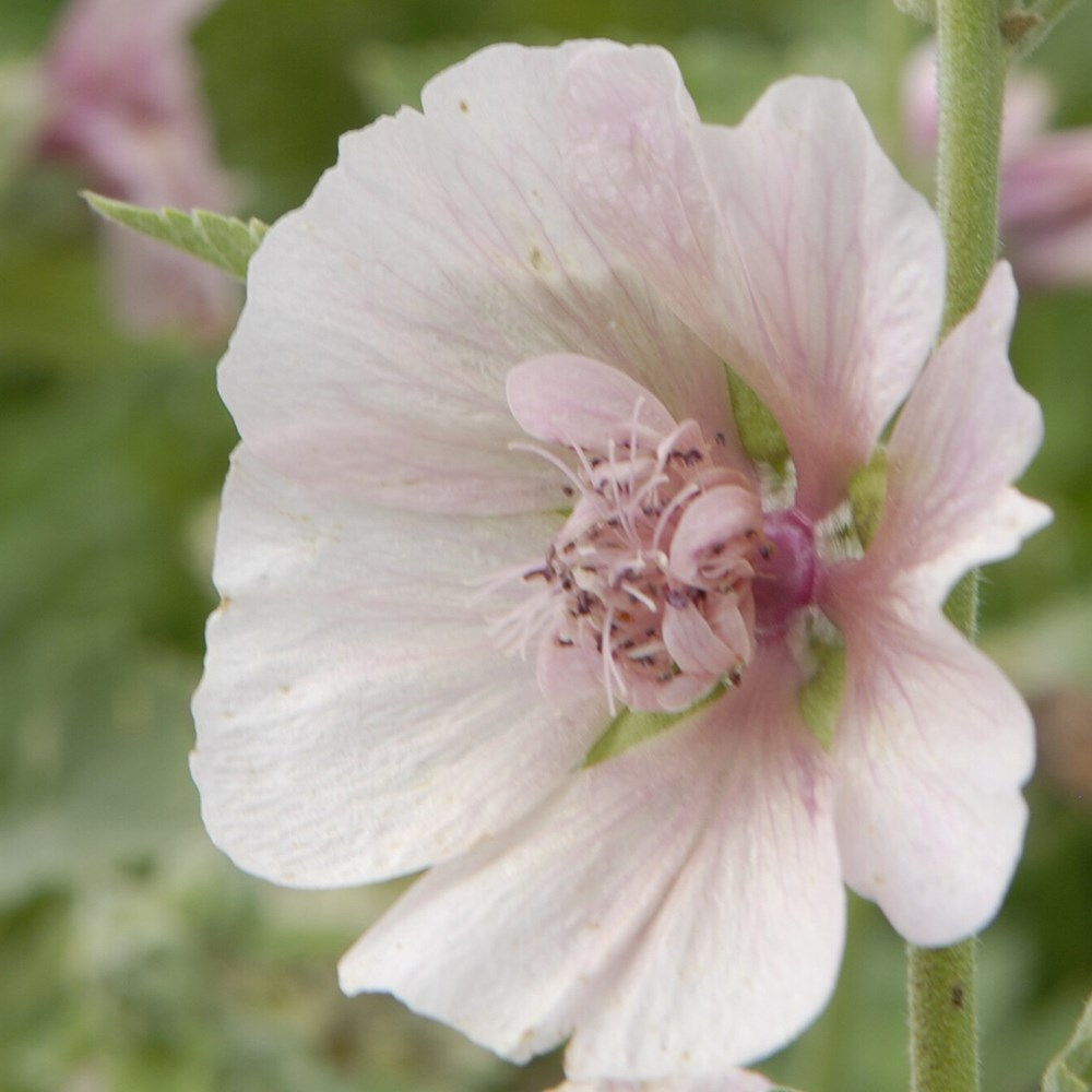 × <i>Alcalthaea suffrutescens</i> 'Parkfrieden'