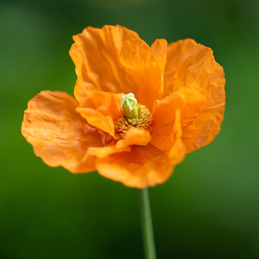 <i>Papaver rupifragum</i> 'Orange Feathers'
