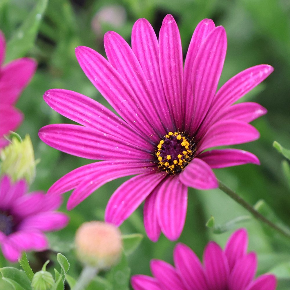 <i>Osteospermum jucundum</i> 'Tresco Purple'