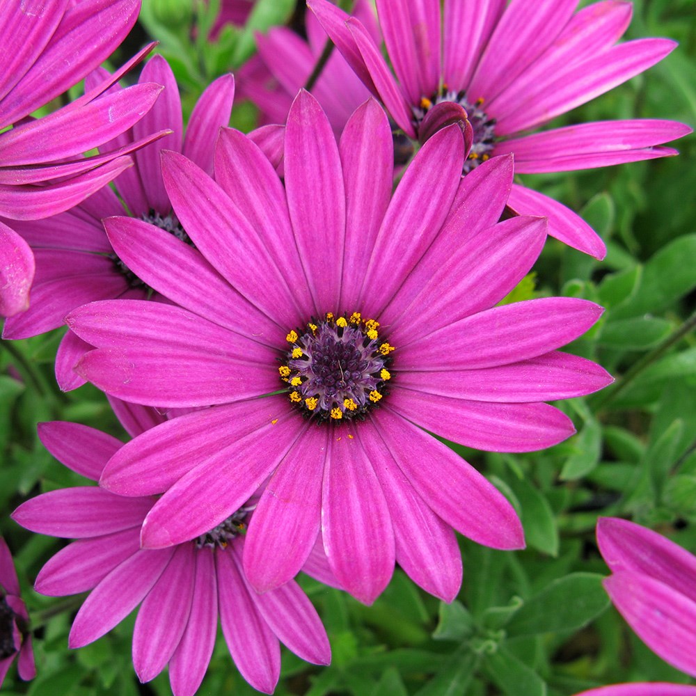 <i>Osteospermum jucundum</i> 'Tresco Purple'