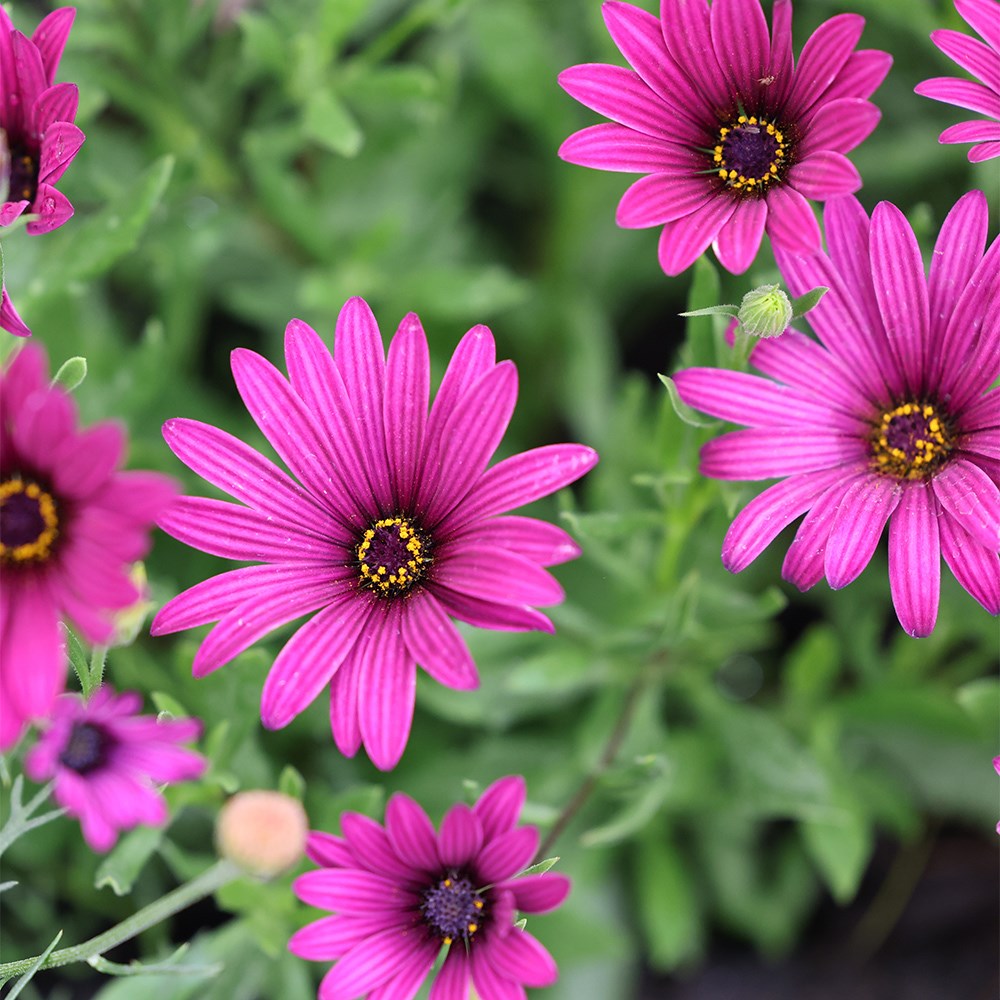 <i>Osteospermum jucundum</i> 'Tresco Purple'