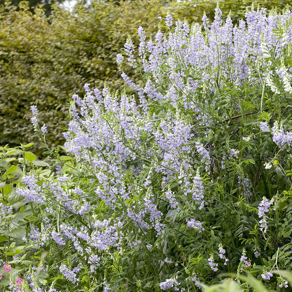 <i>Galega officinalis</i> 