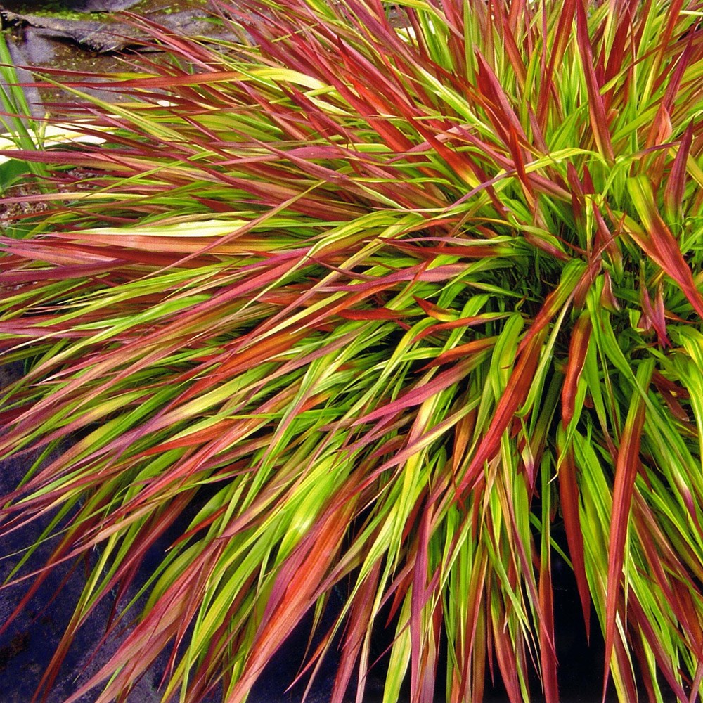 <i>Hakonechloa macra</i> 'Mulled Wine' (PBR)