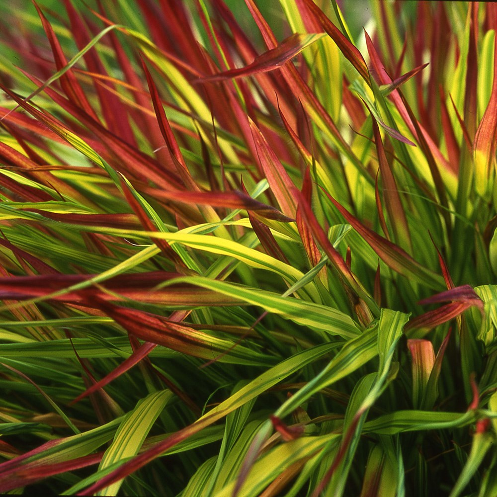 <i>Hakonechloa macra</i> 'Mulled Wine' (PBR)