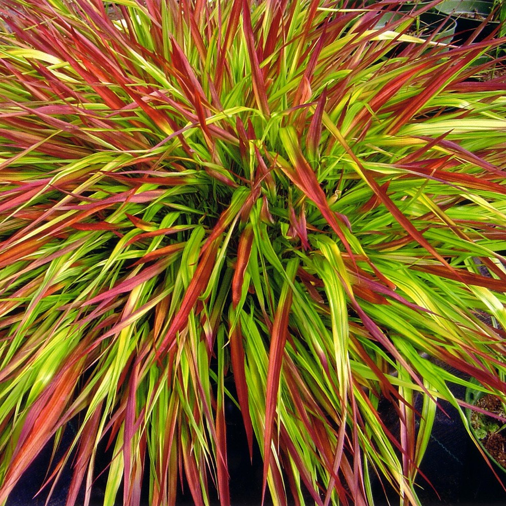 <i>Hakonechloa macra</i> 'Mulled Wine' (PBR)