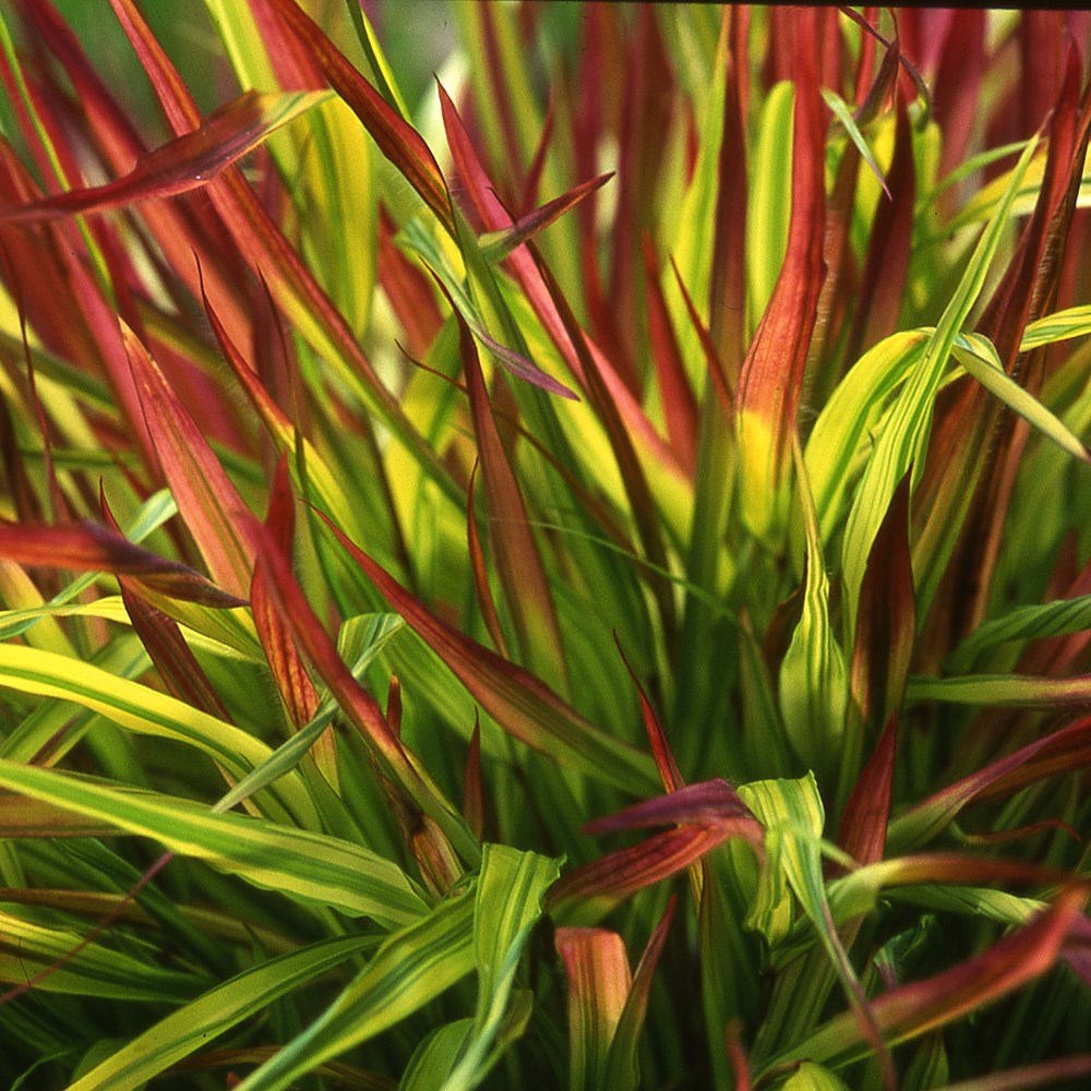 <i>Hakonechloa macra</i> 'Mulled Wine' (PBR)