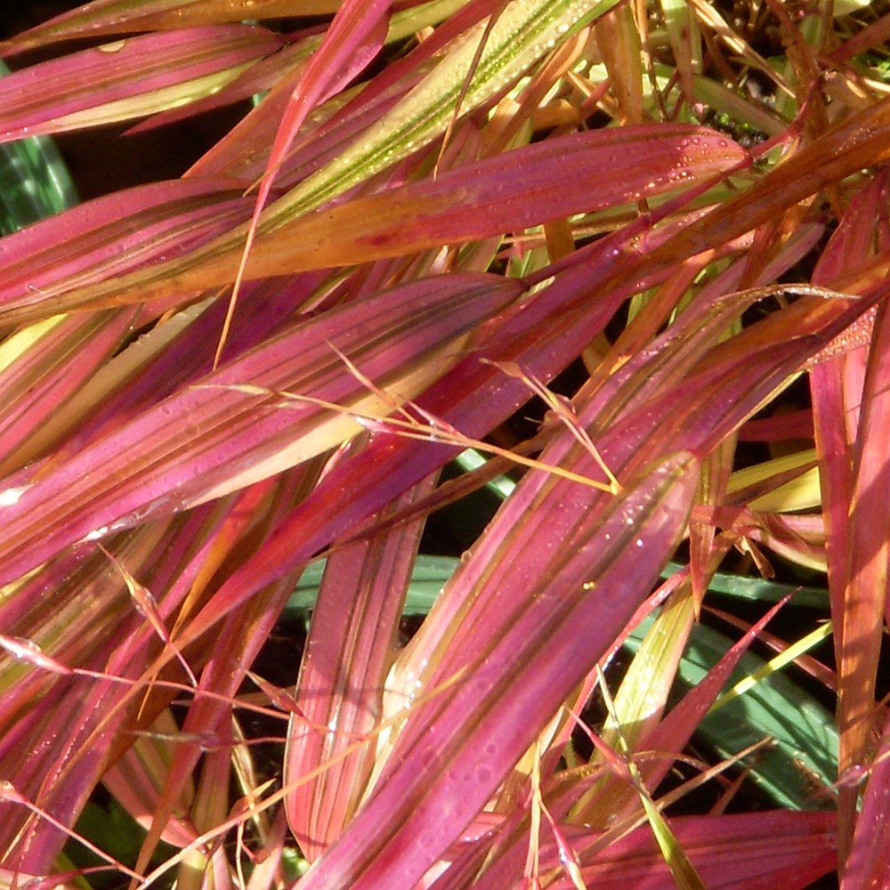 <i>Hakonechloa macra</i> 'Mulled Wine' (PBR)
