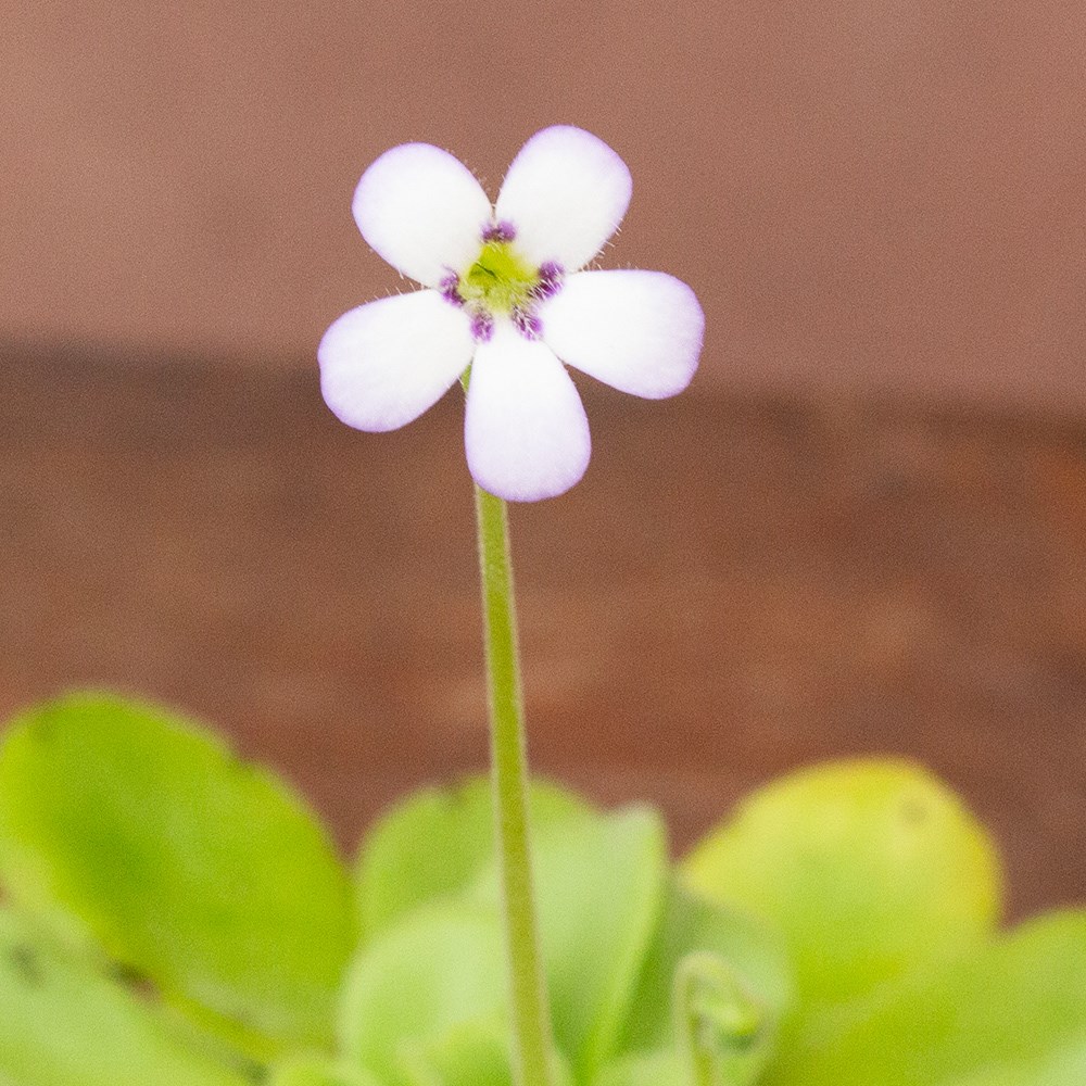 <i>Pinguicula agnata</i> 