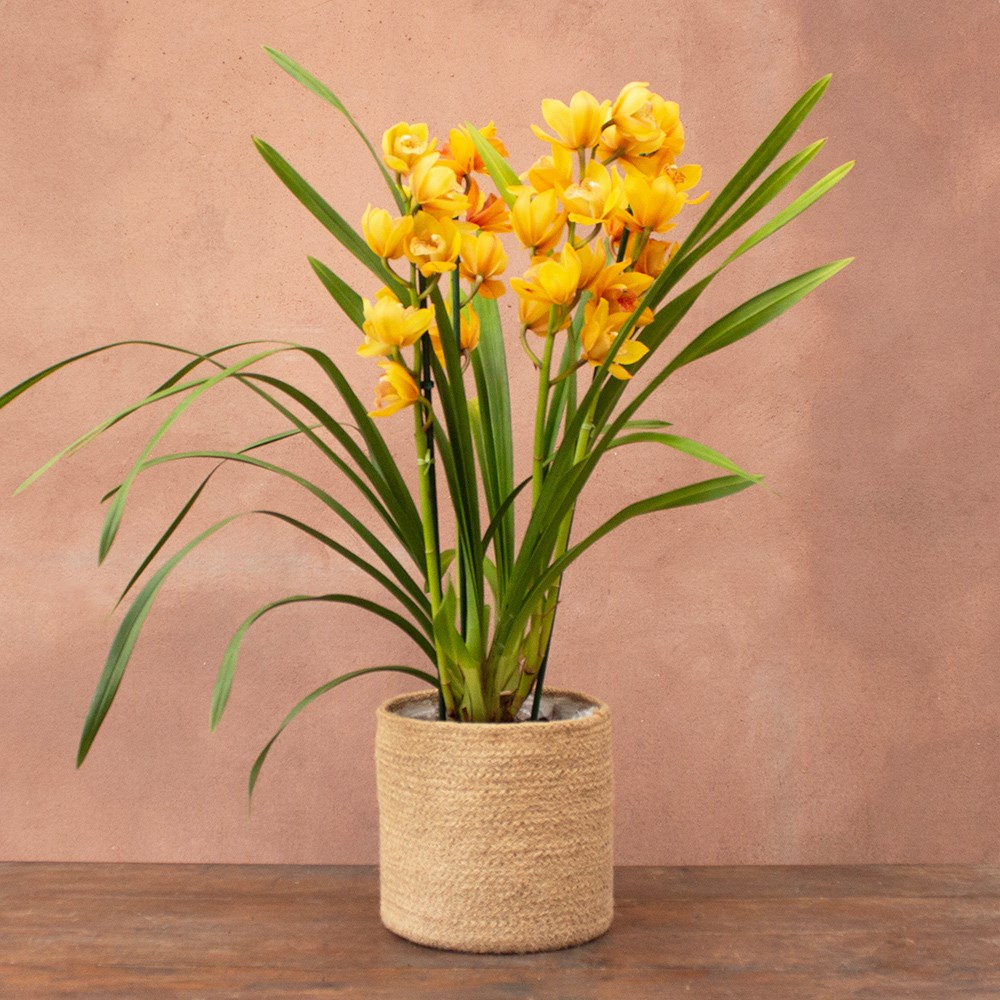Cymbidium Jingle Bells | Orchid