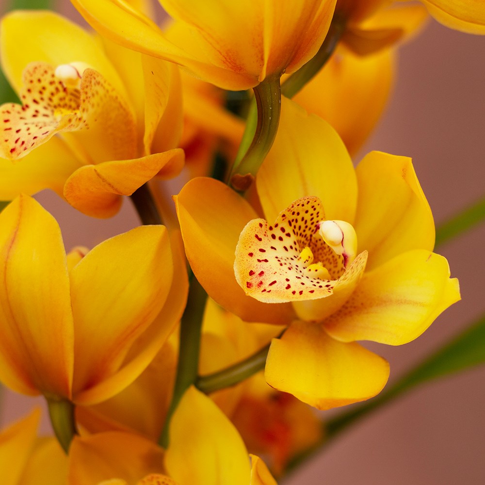 Cymbidium Jingle Bells | Orchid