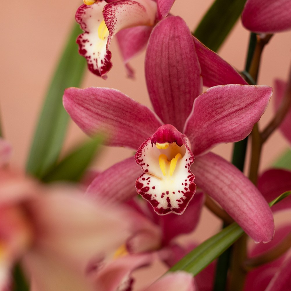 Cymbidium Sinterklaas | Orchid