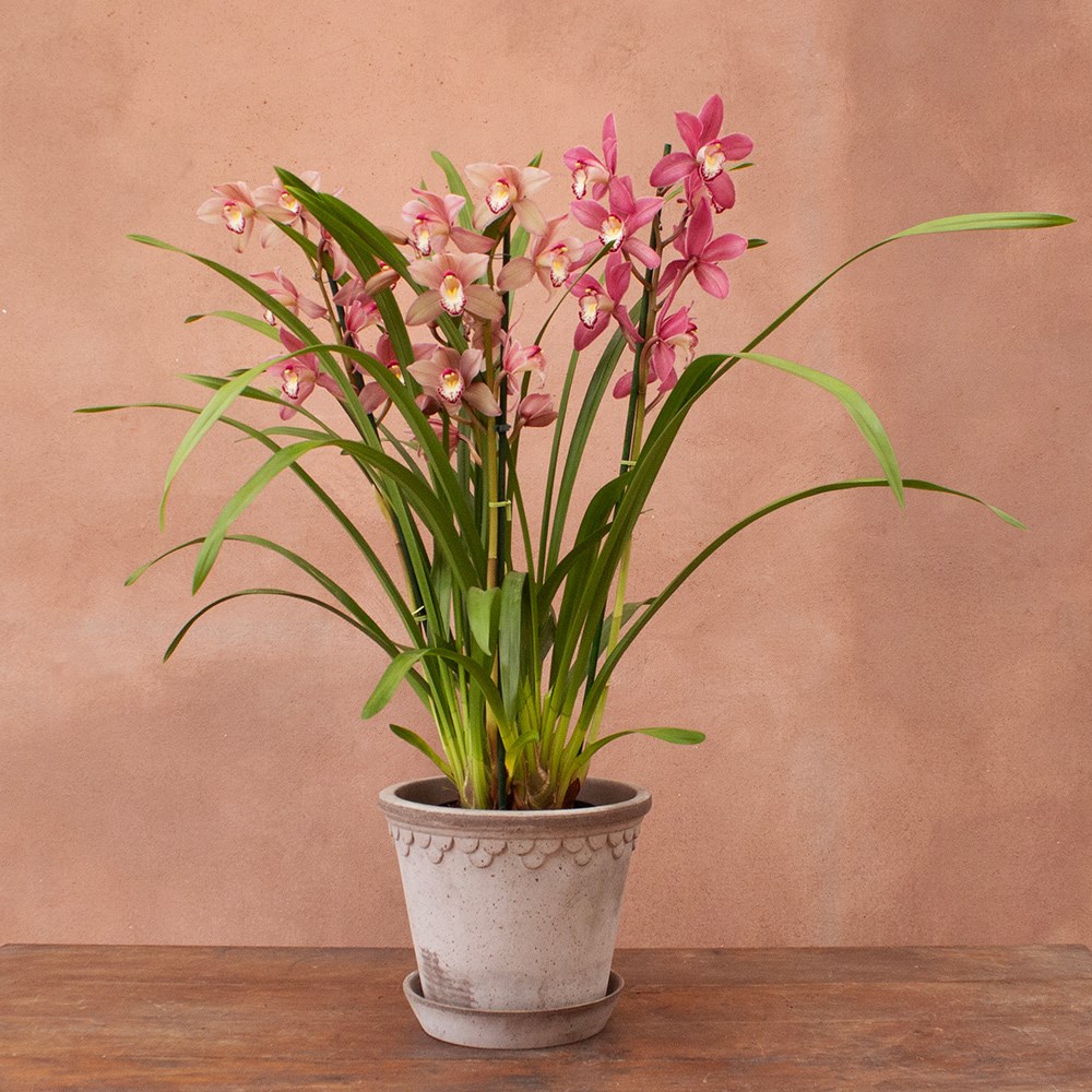 Cymbidium Sinterklaas | Orchid