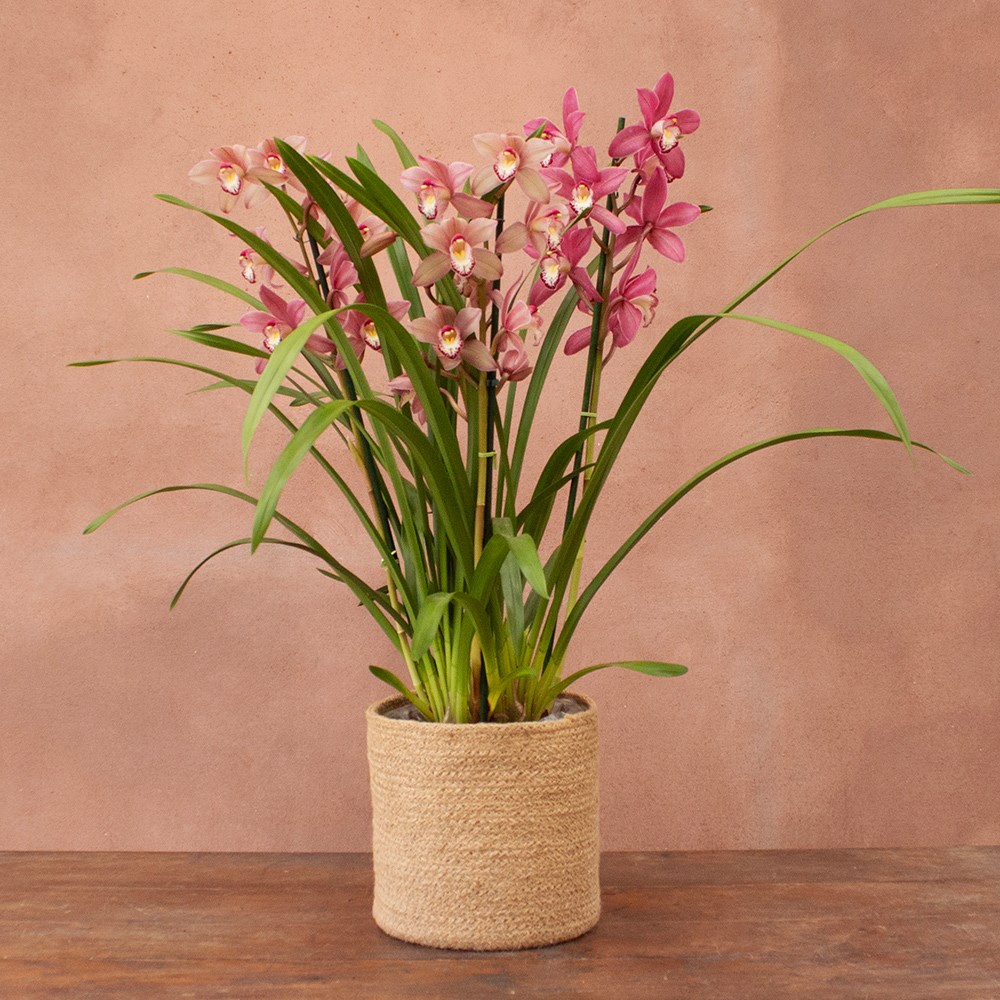 Cymbidium Sinterklaas | Orchid