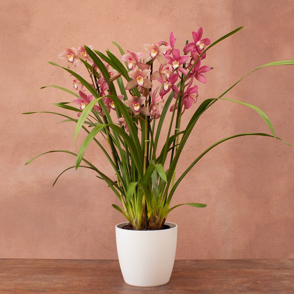 Cymbidium Sinterklaas | Orchid