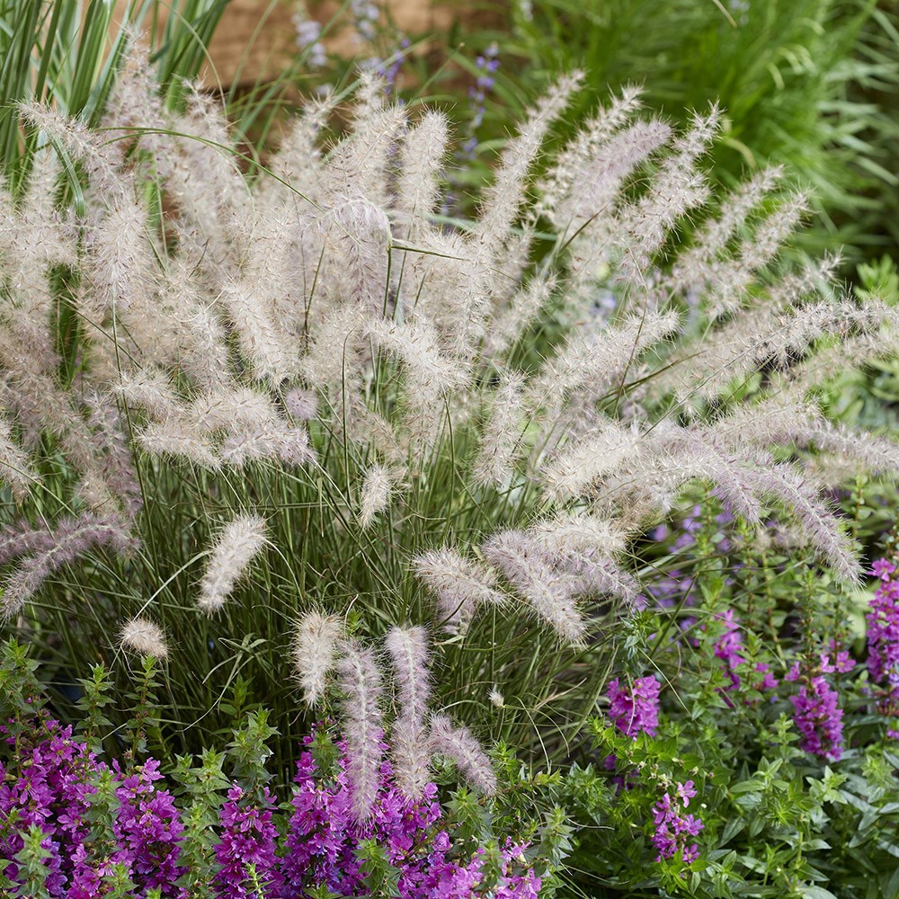 <i>Pennisetum orientale</i> 'JS Dance With Me' (PBR)