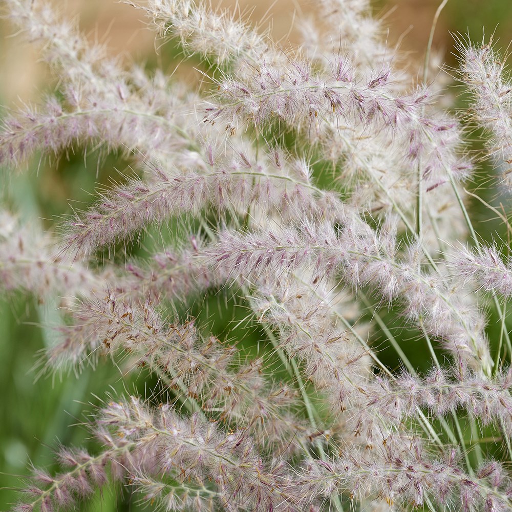 <i>Pennisetum orientale</i> 'JS Dance With Me' (PBR)