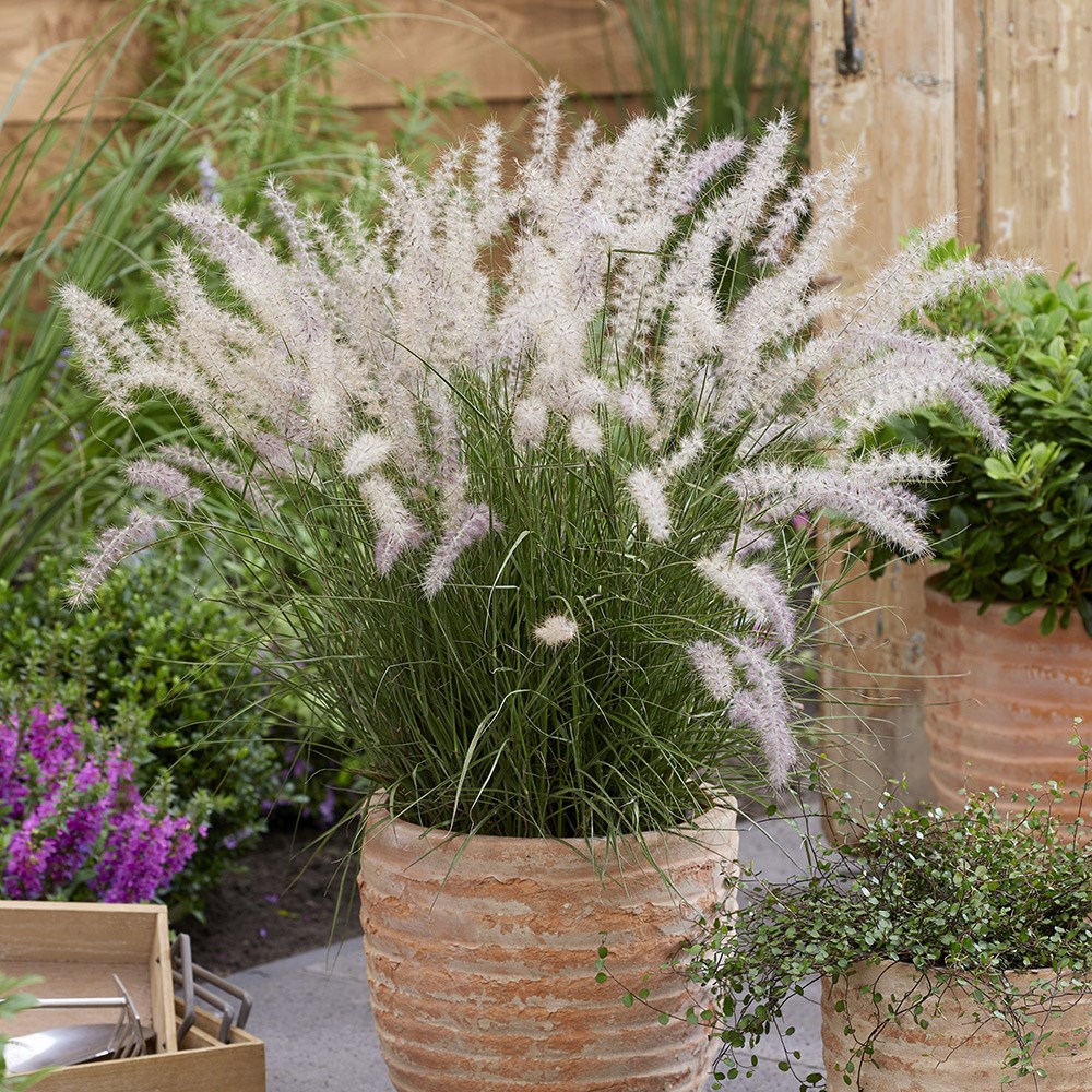 <i>Pennisetum orientale</i> 'JS Dance With Me' (PBR)