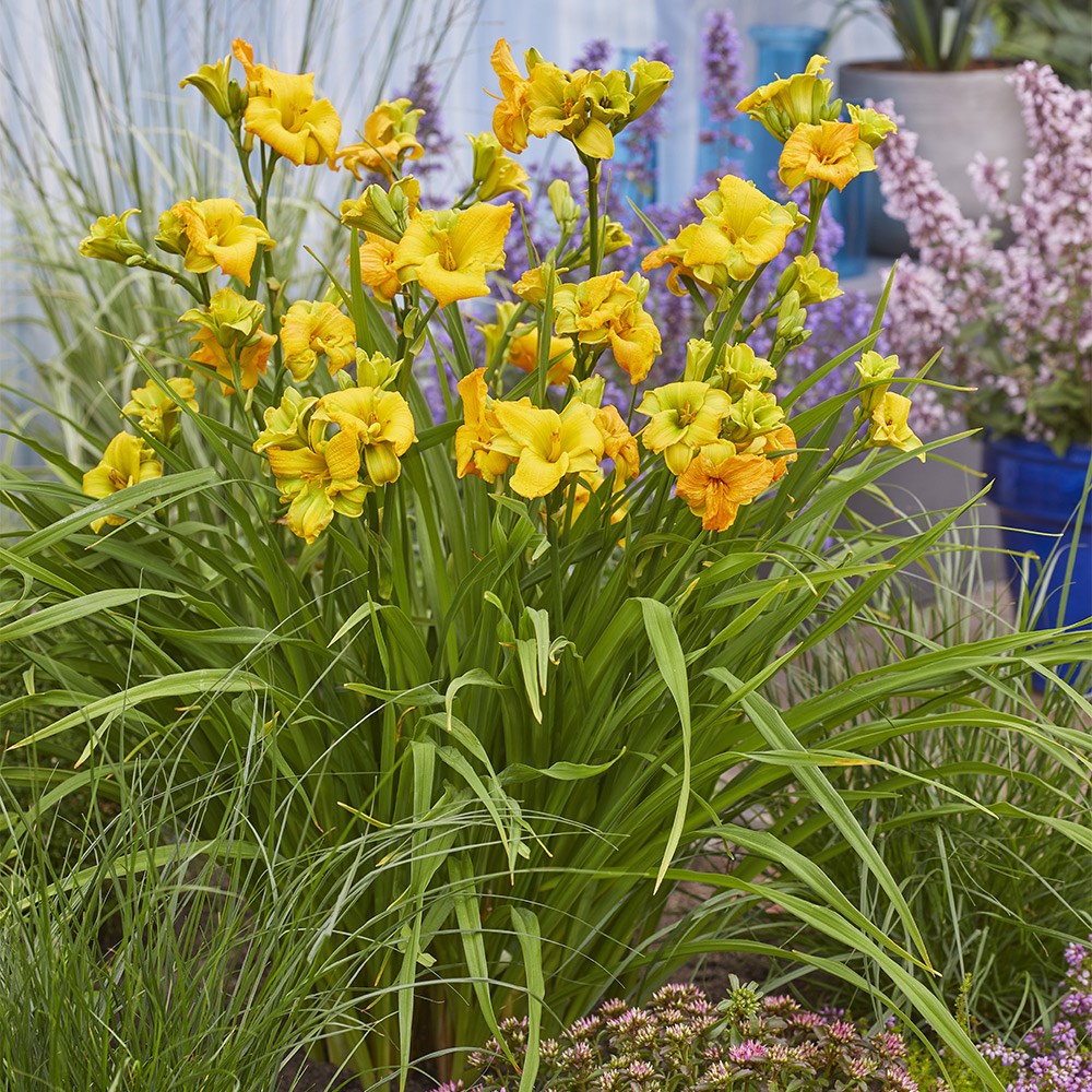 <i>Hemerocallis</i> <b class=small-caps>See You Tomorrow</b> ('Huhe01') (PBR)
