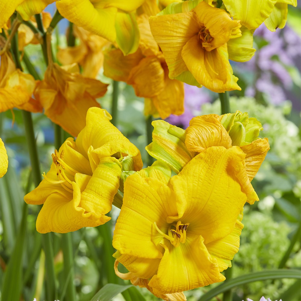 <i>Hemerocallis</i> <b class=small-caps>See You Tomorrow</b> ('Huhe01') (PBR)