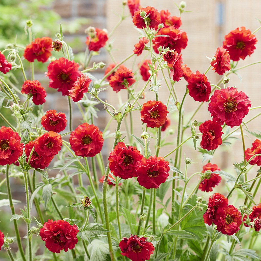 <i>Geum</i> <b class=small-caps>FireStarter</b> ('Stocrgeu') (PBR)