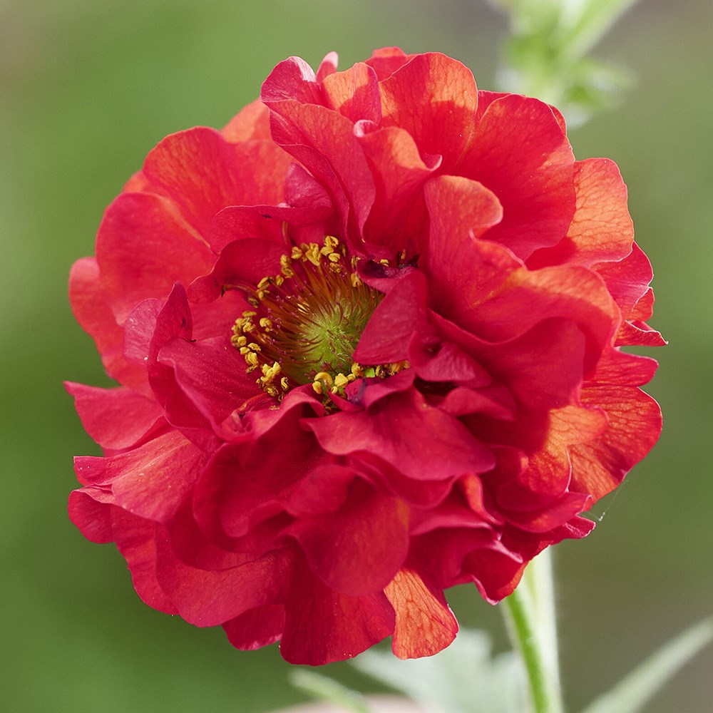 <i>Geum</i> <b class=small-caps>FireStarter</b> ('Stocrgeu') (PBR)