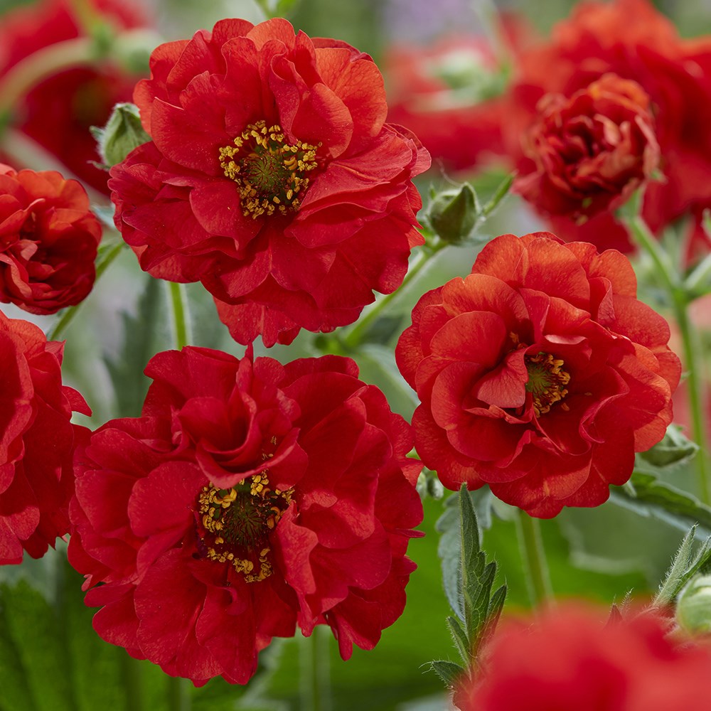 <i>Geum</i> <b class=small-caps>FireStarter</b> ('Stocrgeu') (PBR)
