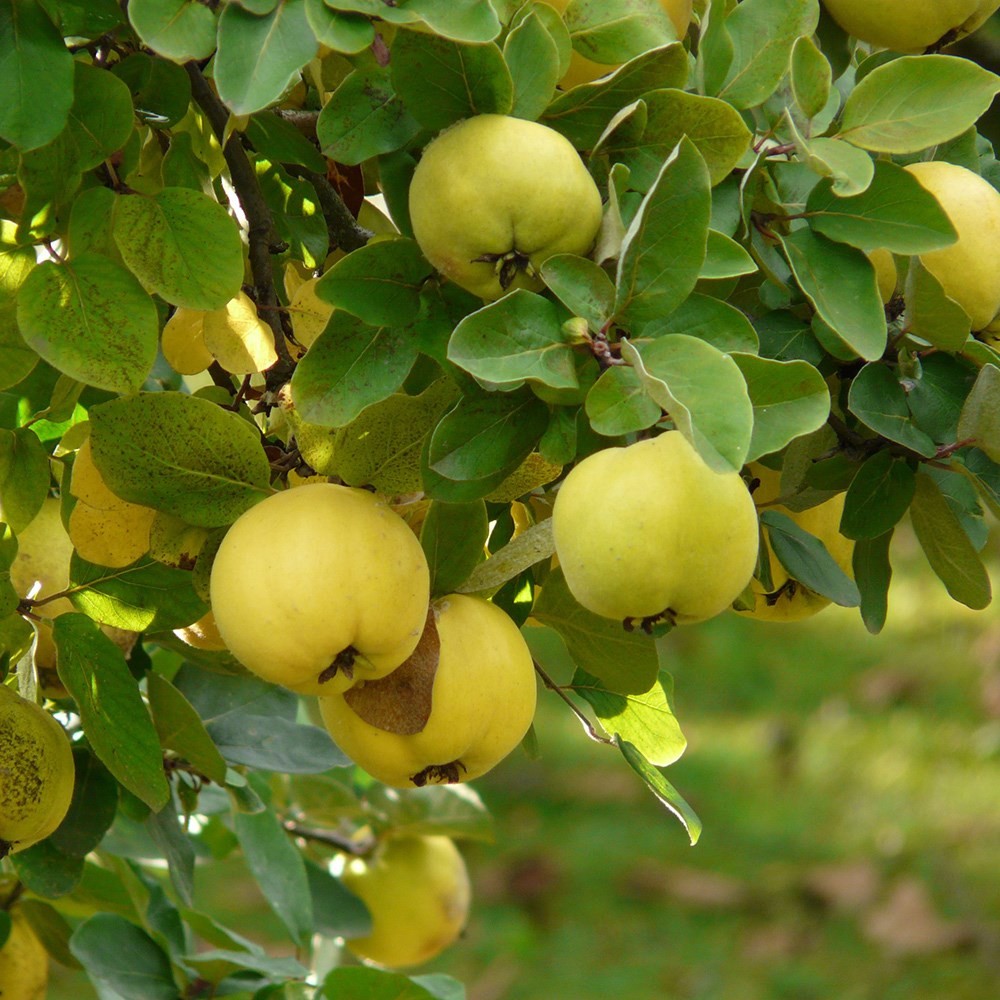 quince 'Leskovac'