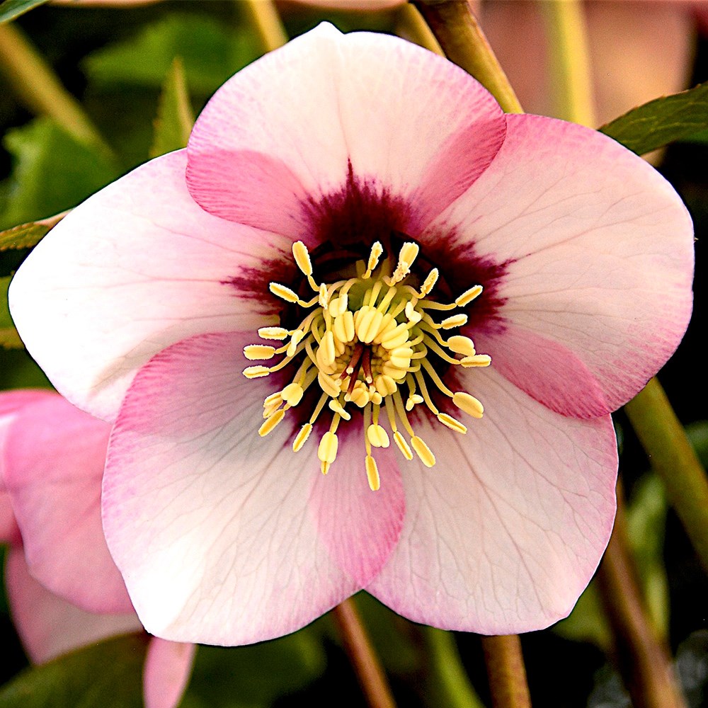 <i>Helleborus</i> 'Sugar Plum'