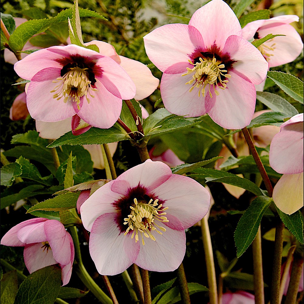 <i>Helleborus</i> 'Sugar Plum'