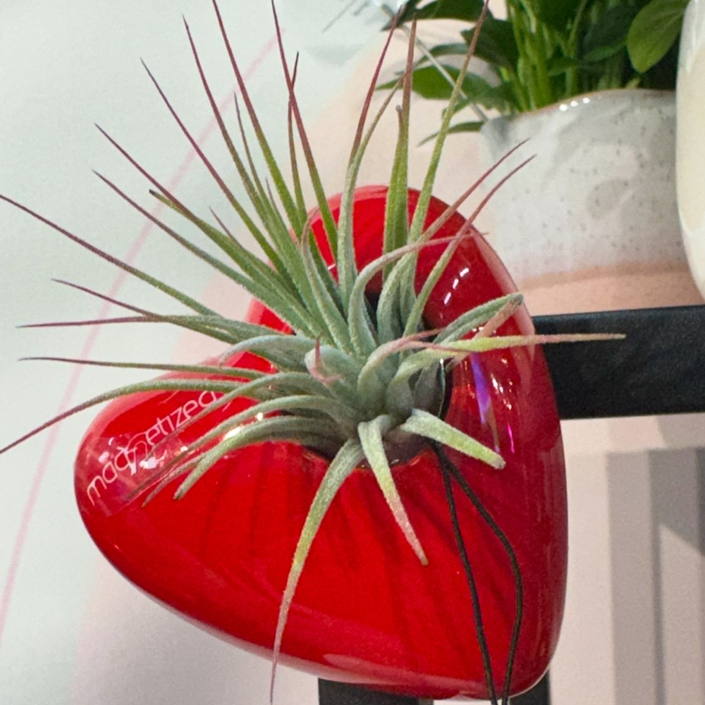 Air plant & red heart