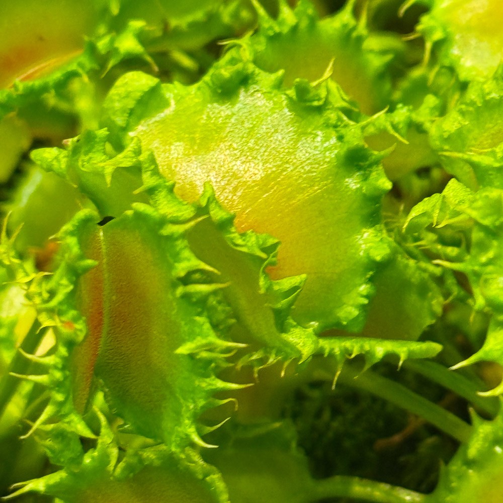 <i>Dionaea muscipula</i> 'Zipp'